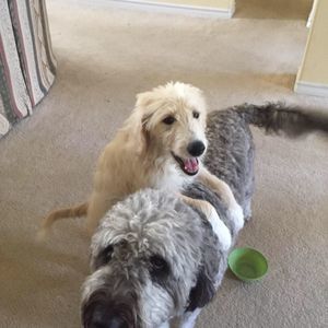 Meet your Posher, Richard